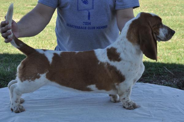 Lilly's Elle Bug | Basset Hound 