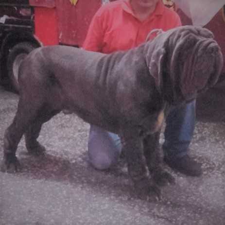 DILAN DELLO STRADONE VESUVIANO | Neapolitan Mastiff 