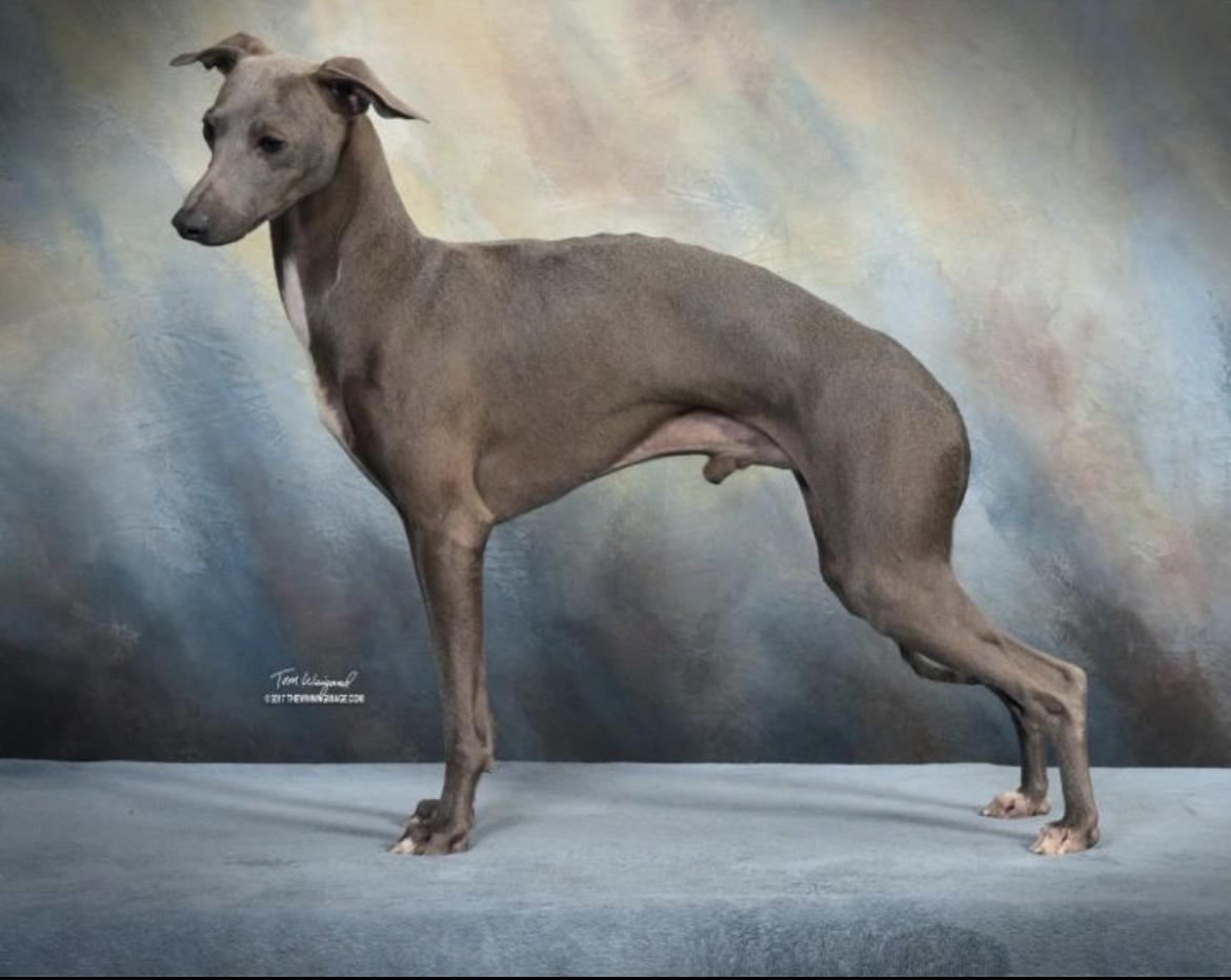 Marchwind Trump This | Italian Greyhound 