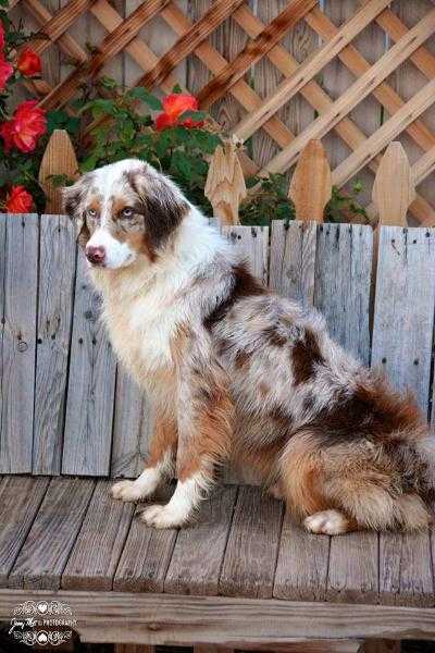 Blazin' Sun Too Darn Hot | Australian Shepherd 