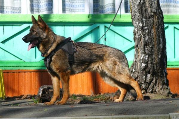 Wolf RKF | German Shepherd Dog 
