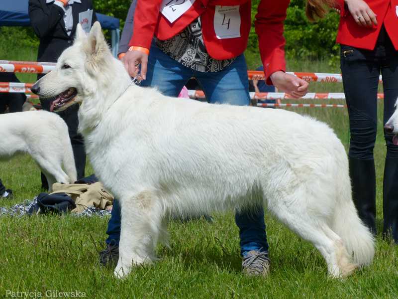 MAGIA Grand Canyon | White Swiss Shepherd Dog 