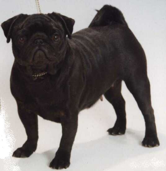 Tagritania Medea | Pug 