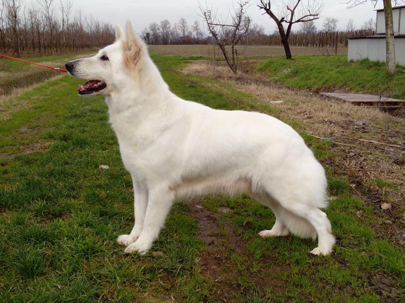 Broceliande Du Domaine Des Brumes D'Avalon | White Swiss Shepherd Dog 