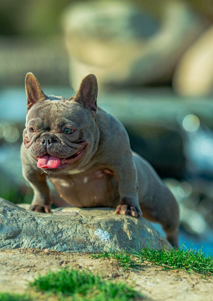 Hub City Teresa | French Bulldog 