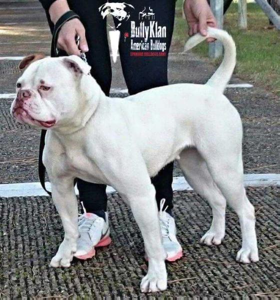 Energy Bulls Bloody Mary | American Bulldog 