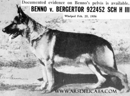 Benno vom Bergertor | German Shepherd Dog 