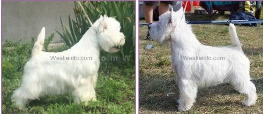 Gino Sunshine Celebration | West Highland White Terrier 
