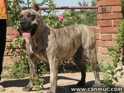 Tara de CanMuc | Perro de Presa Canario 