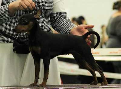 Venera Perfect Pride | Miniature Pinscher 