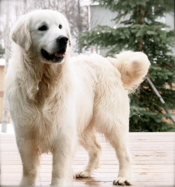 Alaska's Dudley Britagne | Golden Retriever 