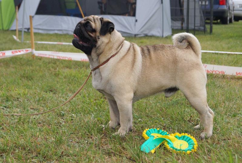 BONO THE ROCKER | Pug 