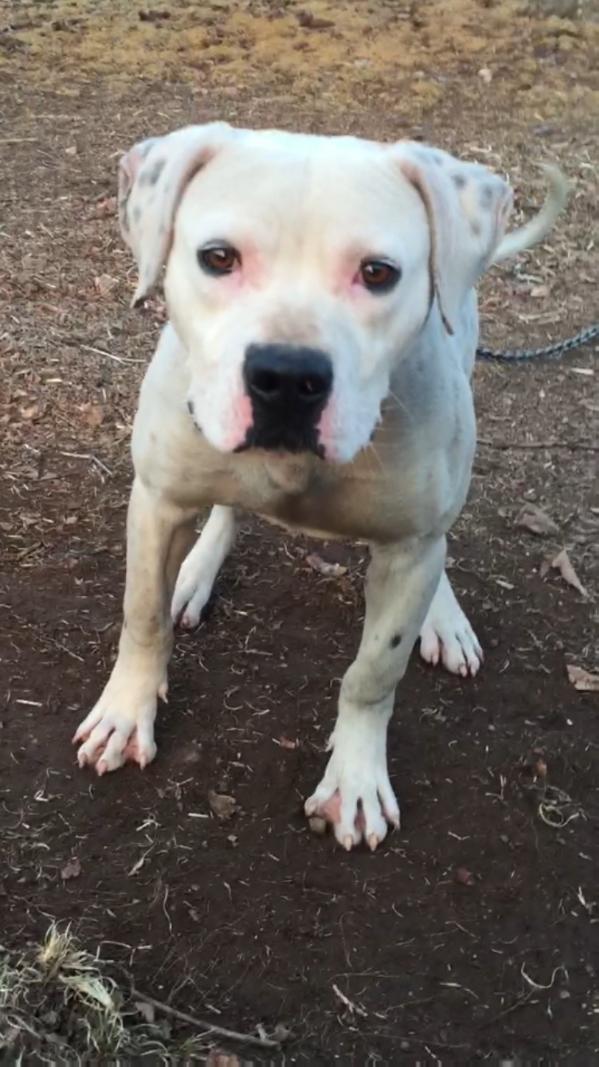 Castillo's Oaklyn of Leatherneck | American Bulldog 