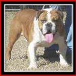 Kash | Olde English Bulldogge 