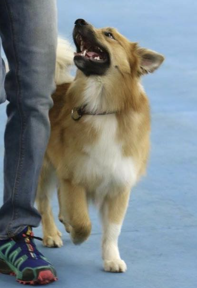 Tri-Star Fina | Icelandic Sheepdog 