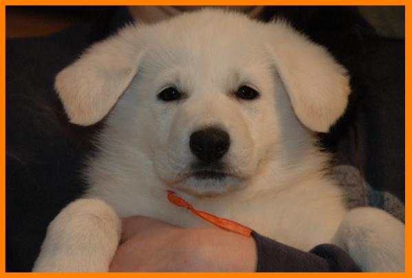 Bona Dzika Banda | White Swiss Shepherd Dog 