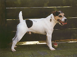 Vlietstede Rascall | Parson Russell Terrier 