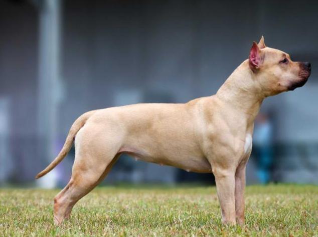 Crystal Rock's Spoils of War | American Staffordshire Terrier 