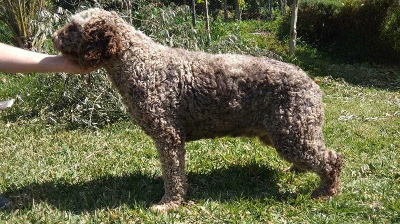 Vala de Escalerilla | Spanish Water Dog 