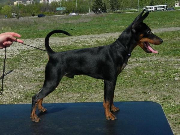 Absolutely Gorgeouse Of Transylvanian Legend | Miniature Pinscher 