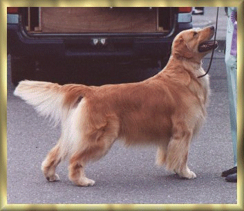 Edgehill Nautilus Calypso Jo | Golden Retriever 