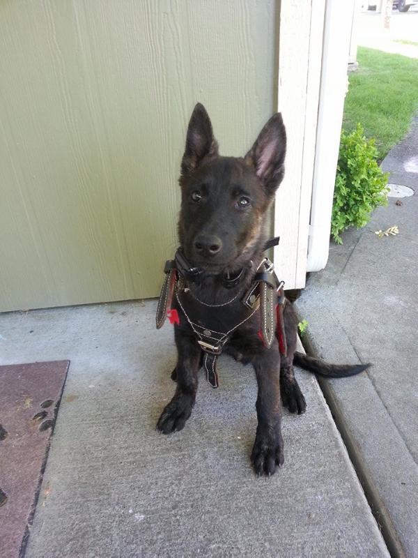 Mexes De Las Flores | Dutch Shepherd 