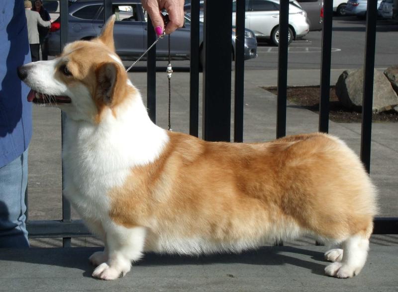 Timberside Silver Belles n Wishes | Pembroke Welsh Corgi 