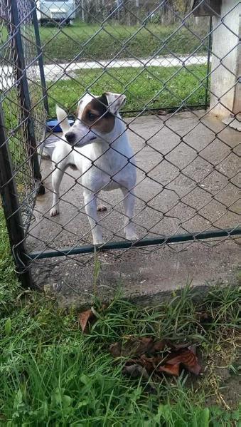 Rio | Jack Russell Terrier 