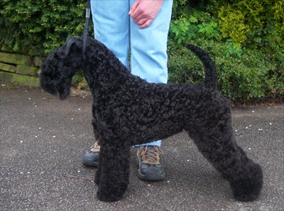 Lynnsto High Velocity | Kerry Blue Terrier 