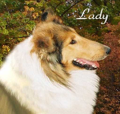 Winmark Lady Freedom | Rough Collie 