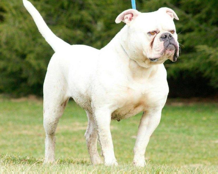 Darr's Bullies Sadie | American Bulldog 