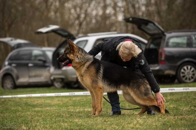 Gio Gigolo Lemiselburg | German Shepherd Dog 