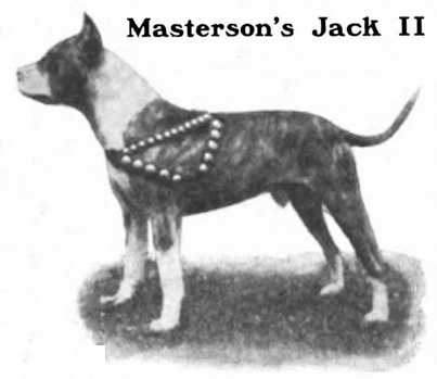 Masterson's Jack II | American Pit Bull Terrier 