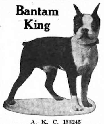 Bantam King 188245 | Boston Terrier 