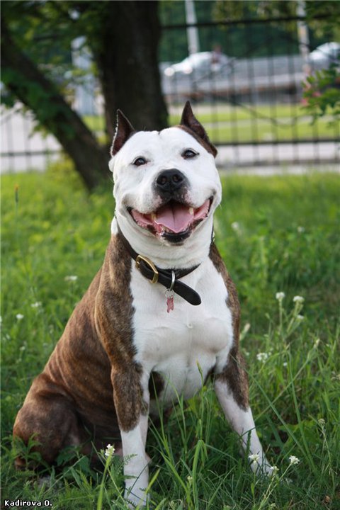 Mantikora Eley Elexir of Love | American Staffordshire Terrier 