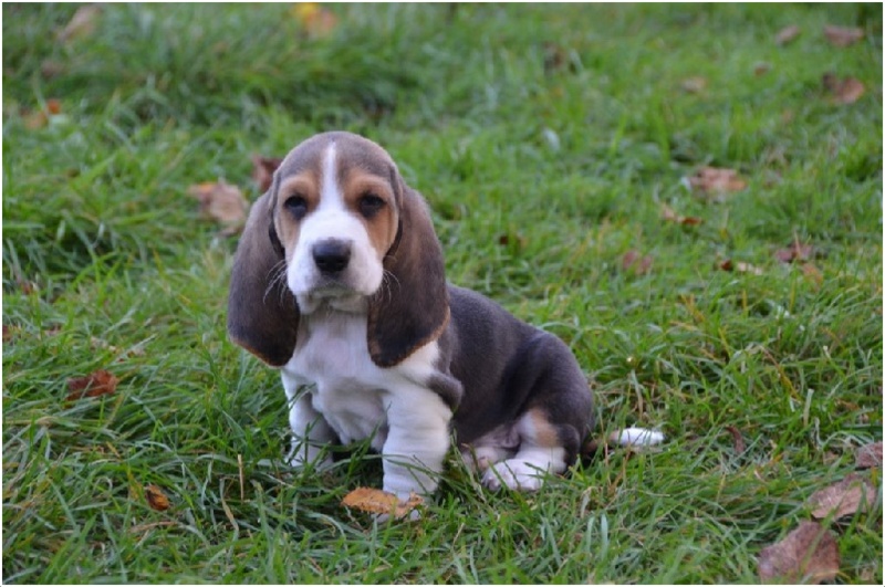 Basset Artésien Normand