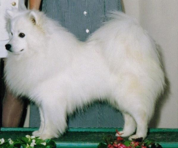 Flemings Kadoc Thunder Road | American Eskimo Dog 