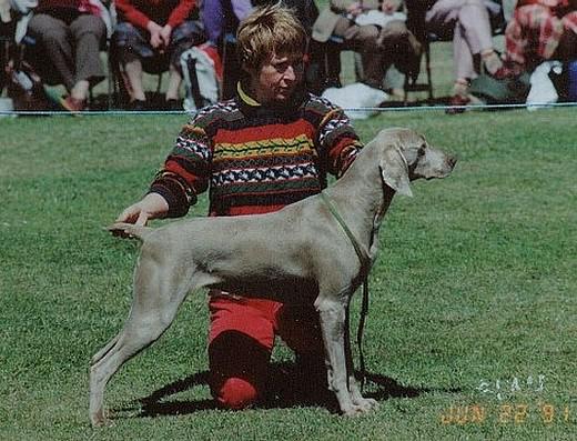 Sireva Silk | Weimaraner 