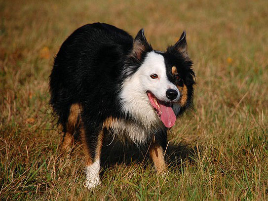 Ange White Face Gasko Prim | Border Collie 