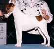 Blackfox Rising Sun | Smooth Fox Terrier 