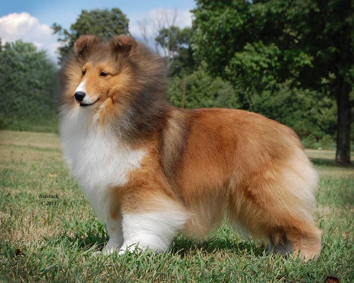 Lynphil's Bellissima | Shetland Sheepdog 