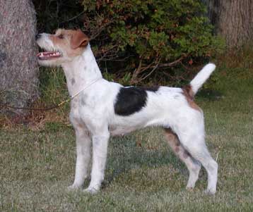 Fox Island Flirt | Jack Russell Terrier 