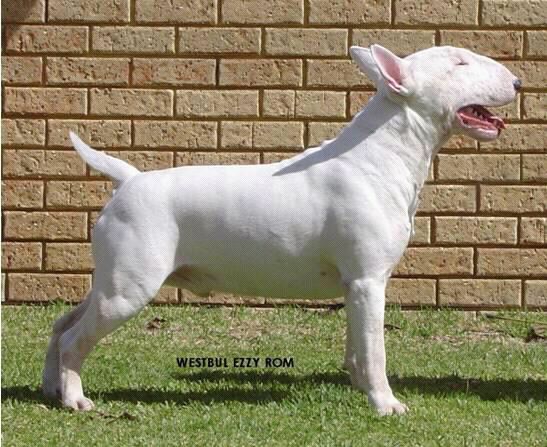 Westbull Ezzy | Bull Terrier 