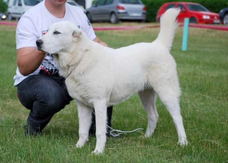 ZAURALSKIY MEDVED HAYNA | Central Asian Shepherd Dog 