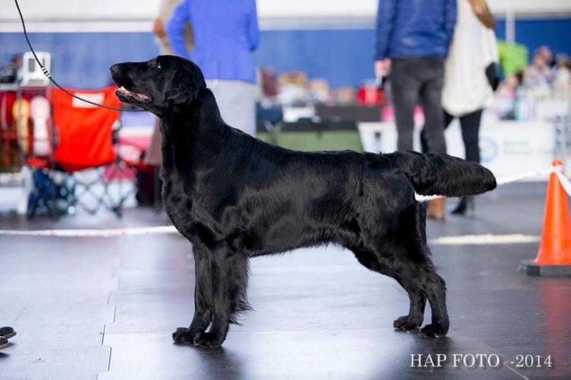 Altaflats Ain't I'm A Dog | Flat-Coated Retriever 