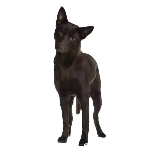 Australian-Kelpie