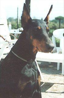 Medina v. Franckenhorst | Black Doberman Pinscher