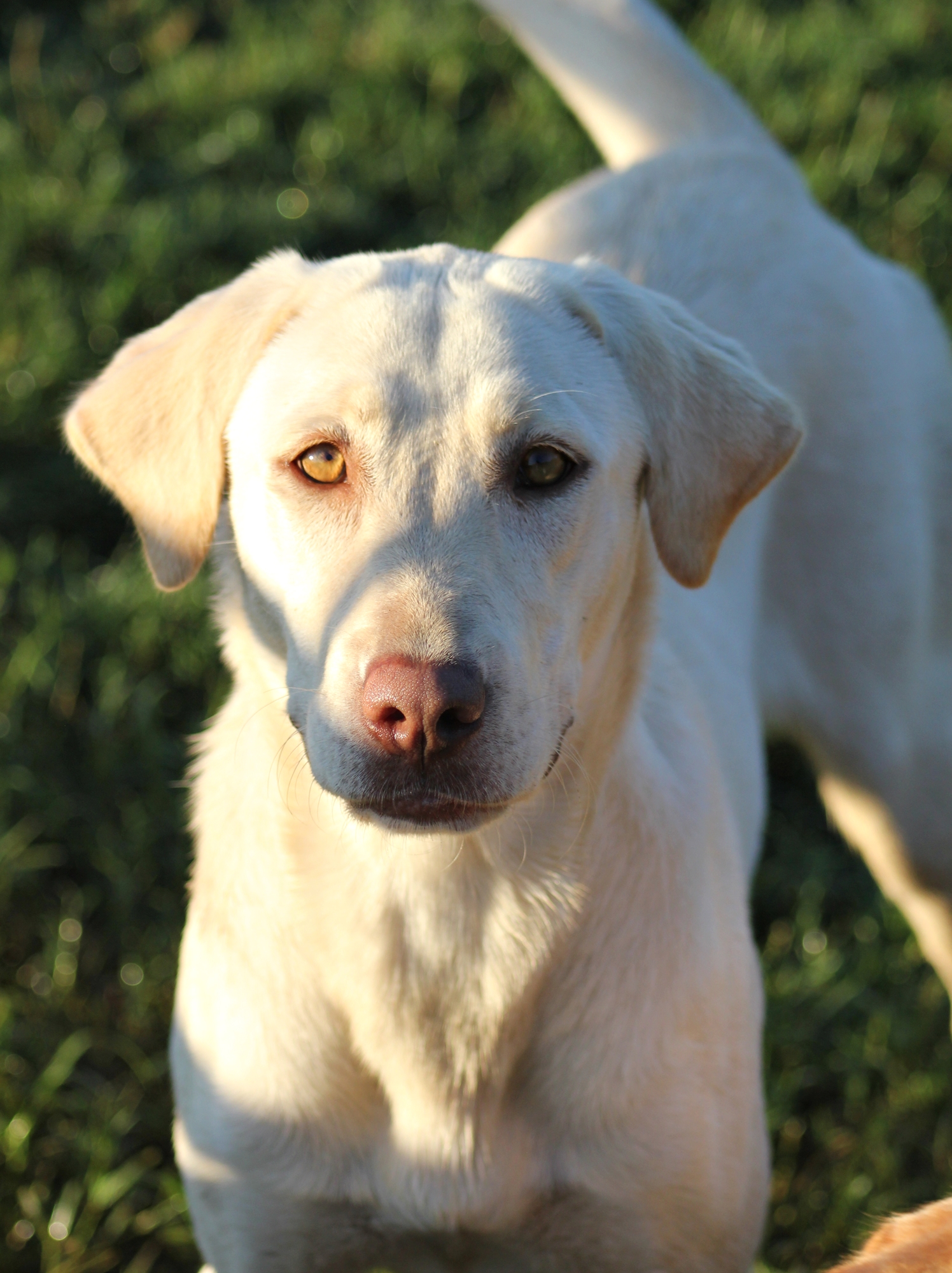 Sagecreek's Chocolate Wannabe | Yellow Labrador Retriver