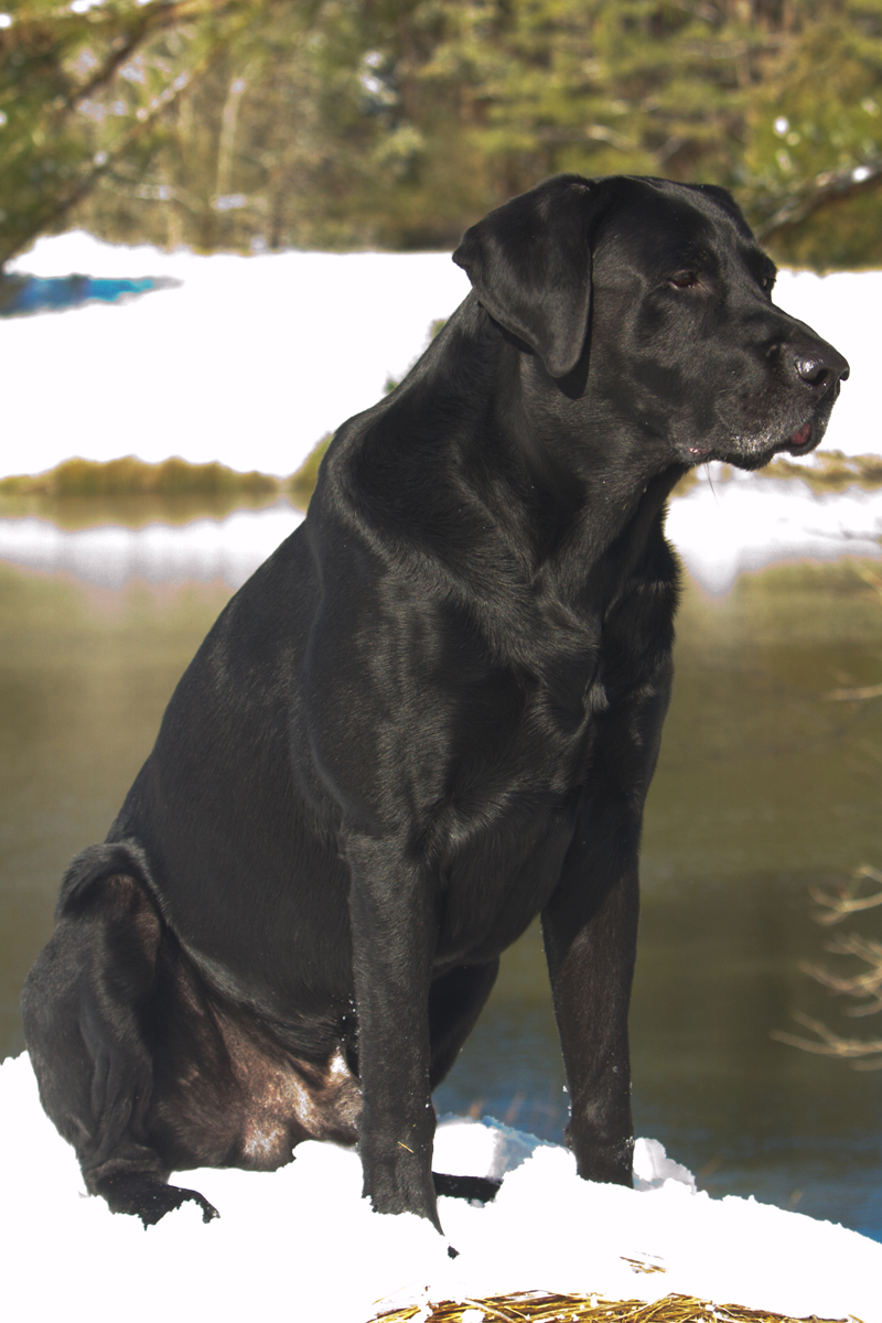 TJ's Thundering Thor QA2 MH | Black Labrador Retriver