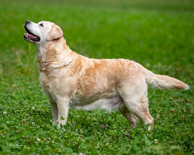 BOSS GCH  Dutch Hollow’s Simply Charming CD TDX MH RA TKI VMP | Yellow Labrador Retriver